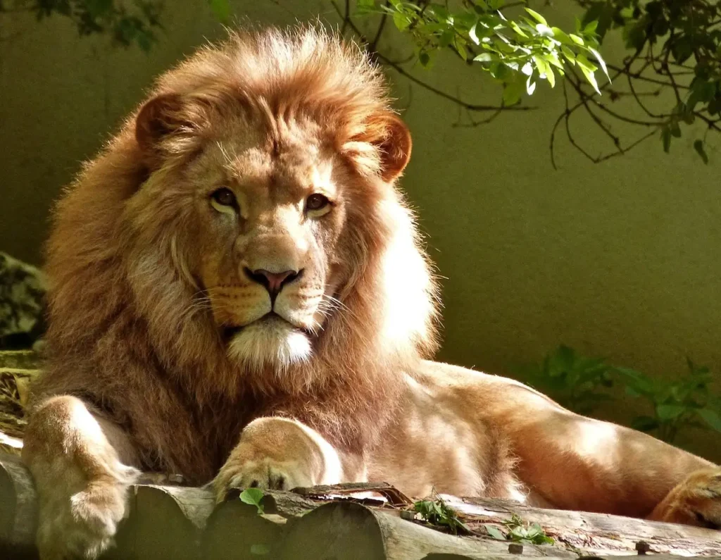 lion in Alipore Zoo